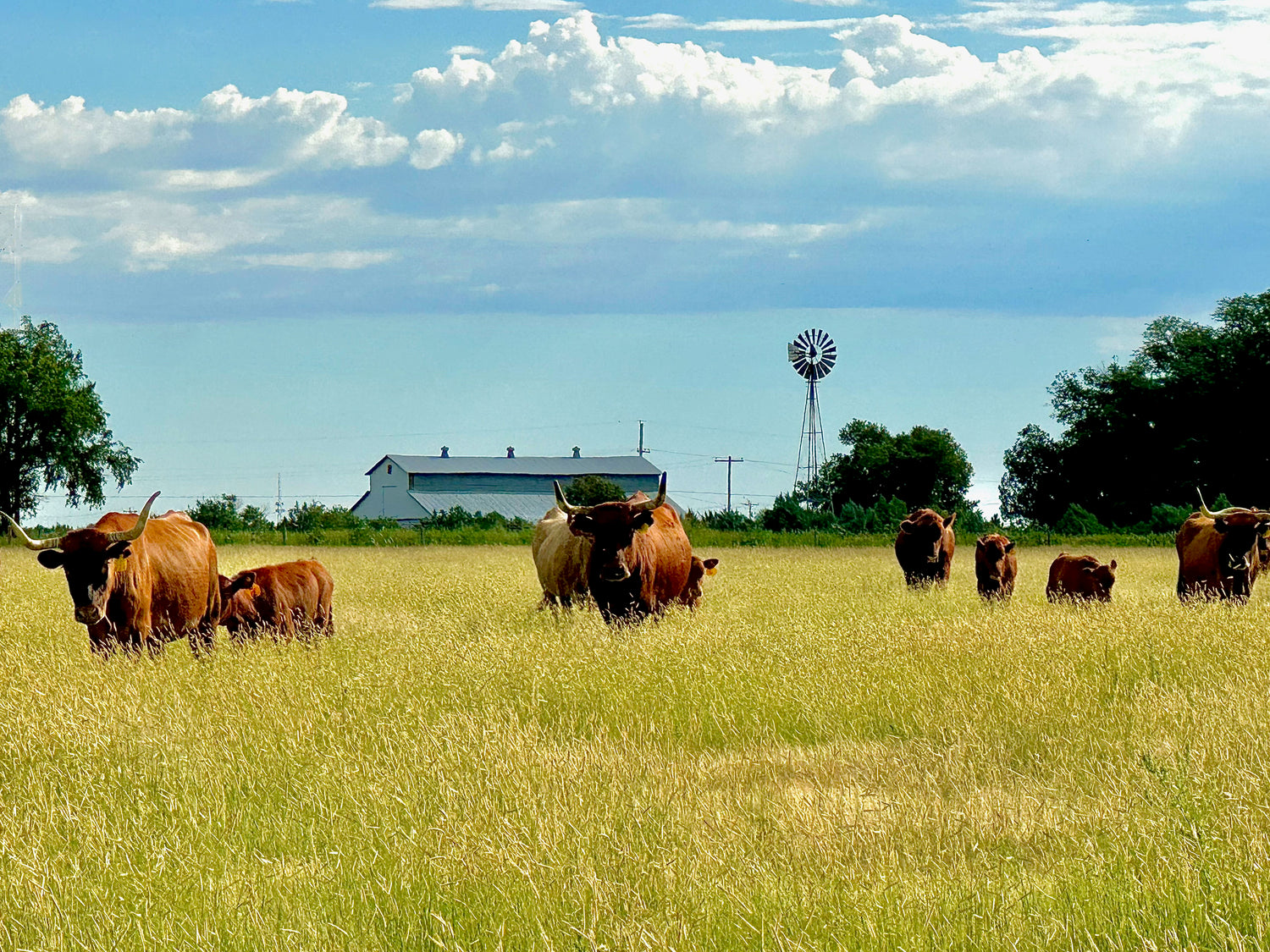 Canyon Beef